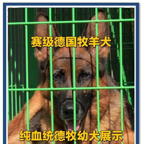 德牧与下司犬配种的费用是多少？