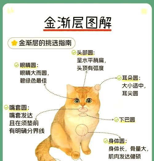 金渐层增重应选择哪种猫粮？