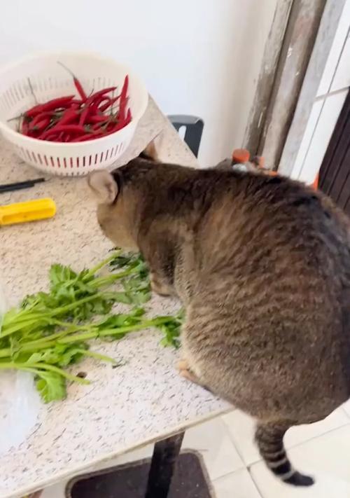 猫偏爱吃小青菜是缺乏什么？