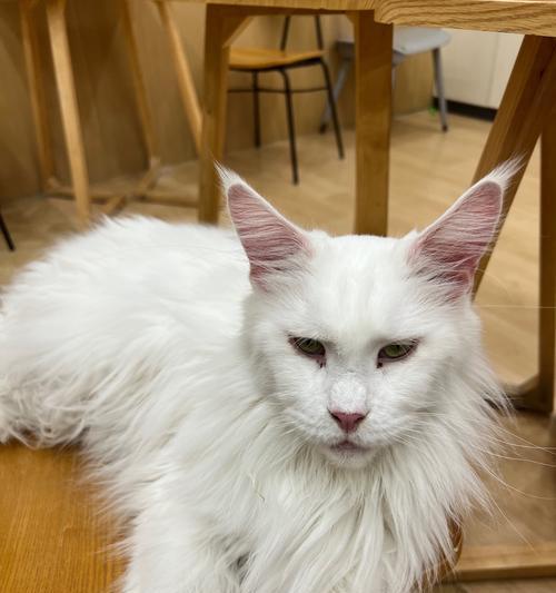 猫偏爱吃小青菜是缺乏什么？