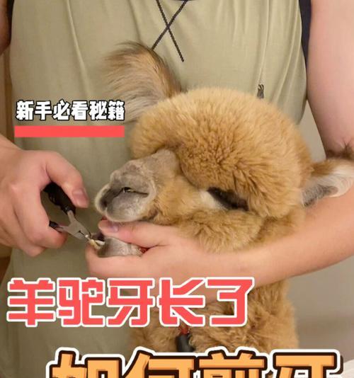 动物园羊驼剪牙怎么剪的？羊驼剪牙有什么注意事项？