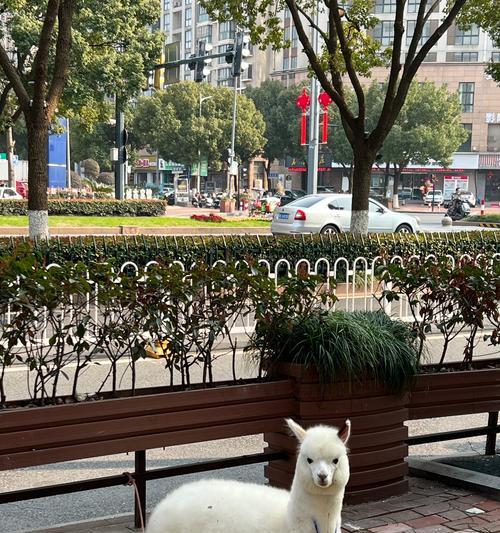 广州街头有羊驼吗？目前羊驼的状况如何？