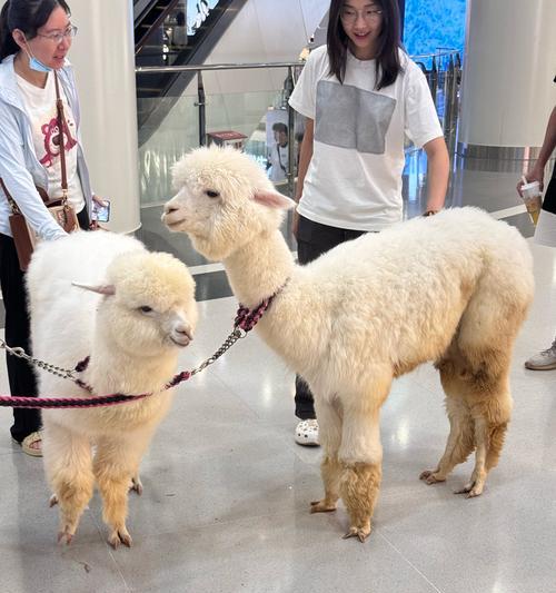 广州街头有羊驼吗？目前羊驼的状况如何？