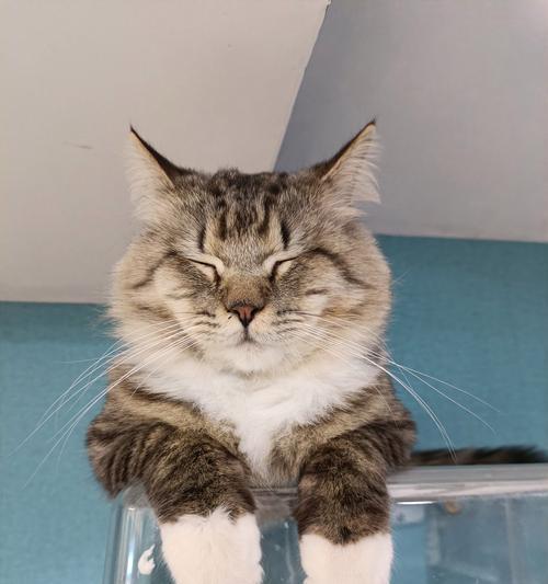 小猫哈气像羊驼是正常行为吗？