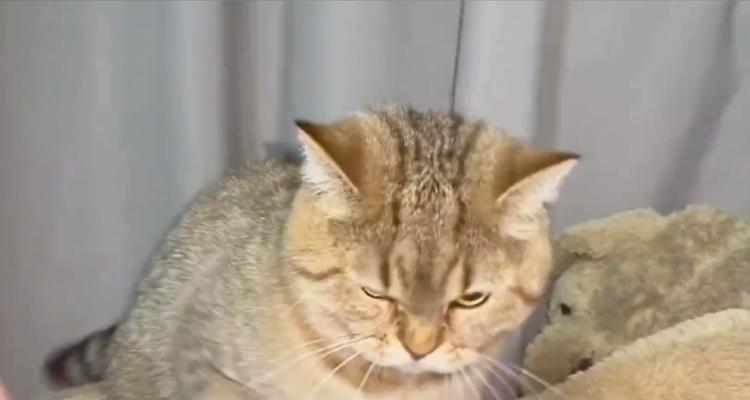 小猫哈气像羊驼是正常行为吗？
