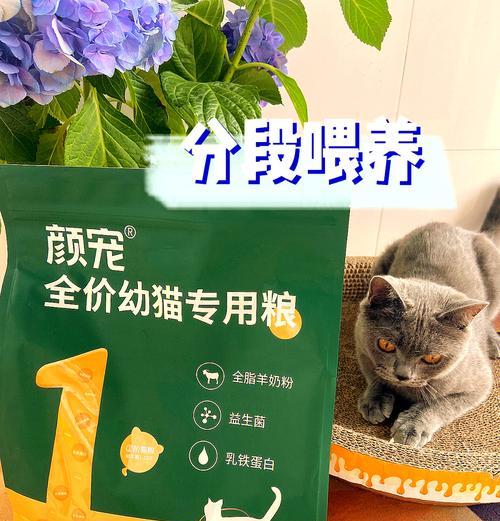 幼猫如何学会独立进食猫粮？猫粮放置的最佳位置在哪里？