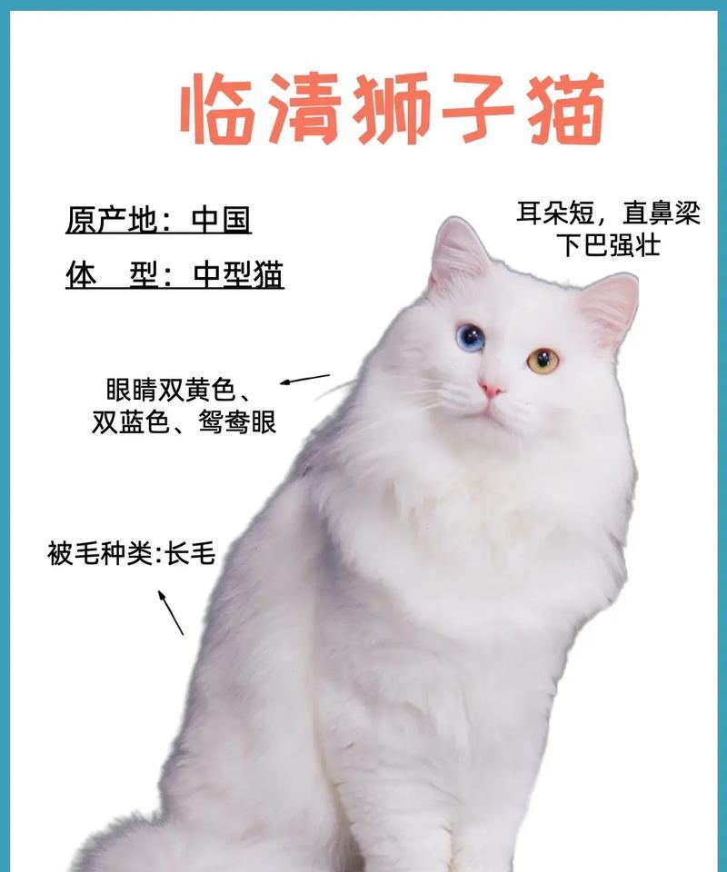 狮子猫适合吃什么品牌的猫粮？