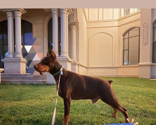 杜宾犬和德牧在家养需要多少费用？养哪种犬更经济实惠？