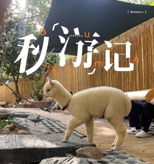 人民公园羊驼巡游的路线是怎样的？如何参与？