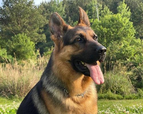 德牧犬在什么温度下感觉最舒适？如何为德牧创造适宜的环境？