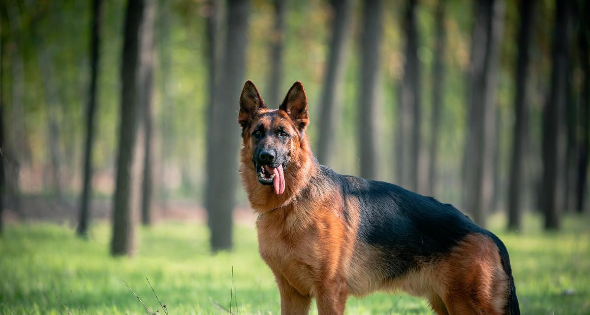 德牧犬在什么温度下感觉最舒适？如何为德牧创造适宜的环境？