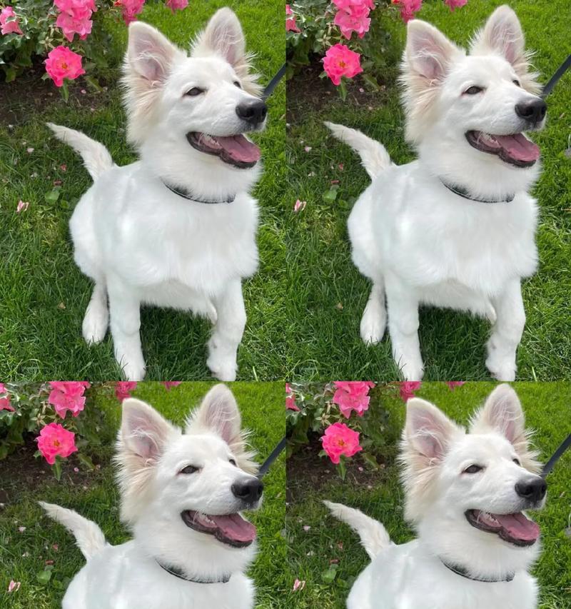 白犬德牧成年体重标准是多少？如何测量？