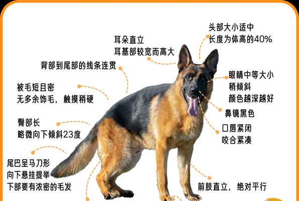 白犬德牧成年体重标准是多少？如何测量？
