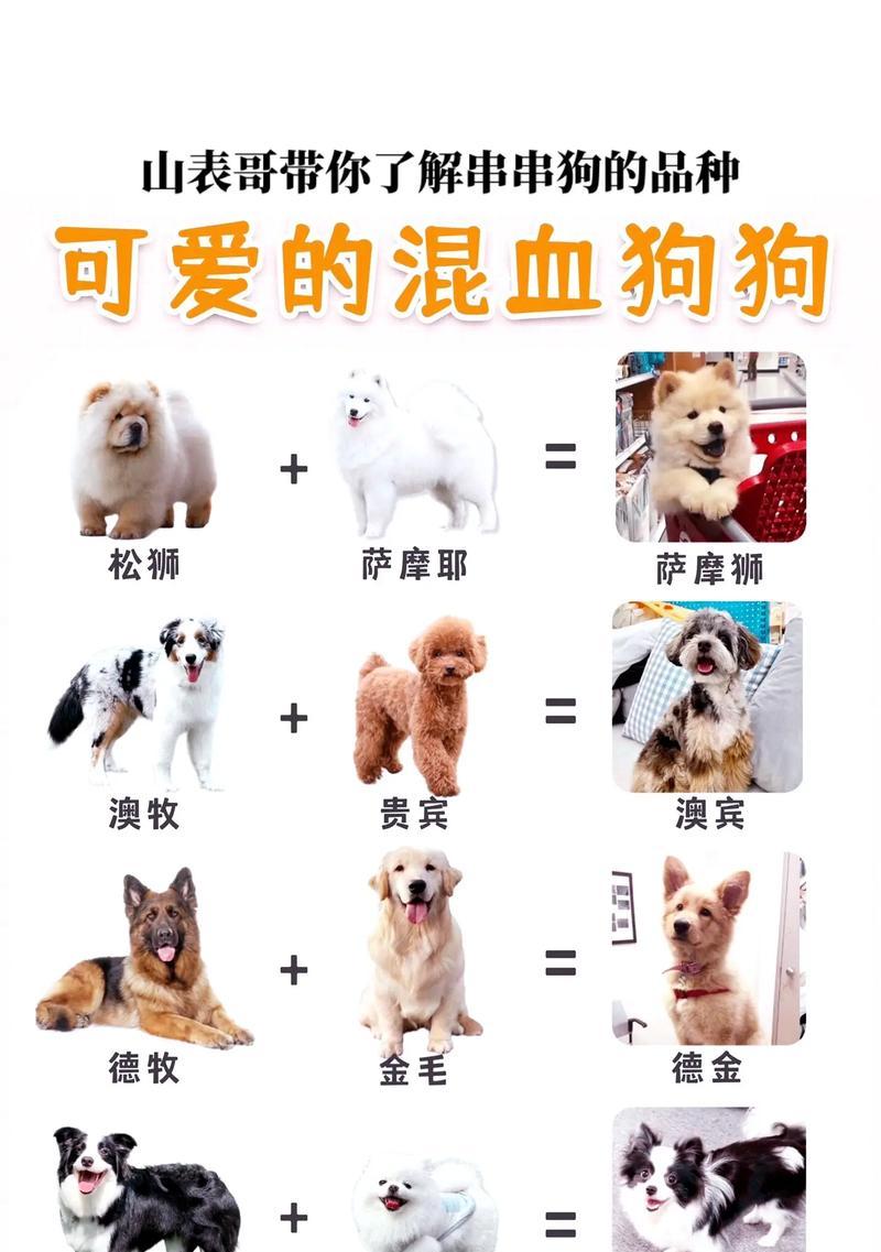 德牧萨金毛串串的价格是多少？购买时需注意什么？