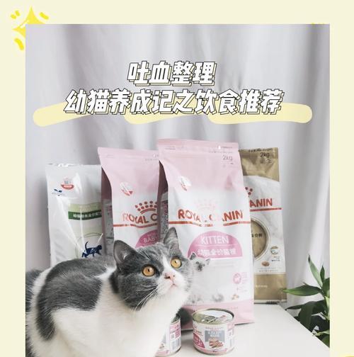 幼猫英短试吃猫粮的正确方法？