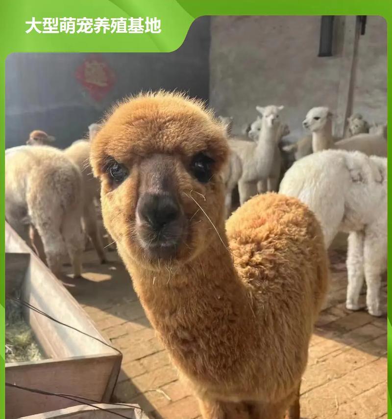 驼羊的最佳饲养方法是什么？如何保证肉质鲜美？