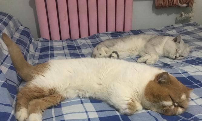 流浪猫为何偏好骨头？不吃商业猫粮的原因是什么？