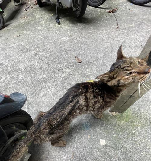 流浪猫为何偏好骨头？不吃商业猫粮的原因是什么？