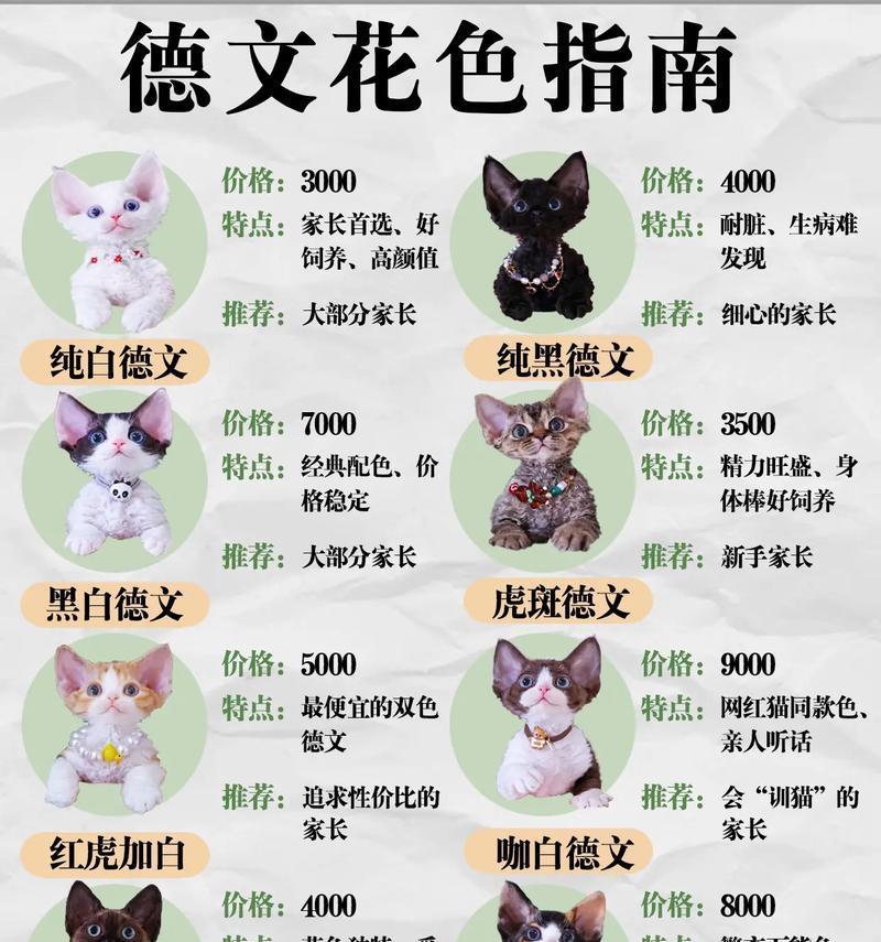 德文猫掉毛吃什么猫粮好？如何选择合适的猫粮？