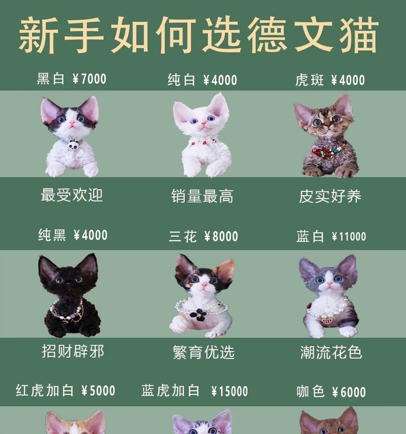 德文猫掉毛吃什么猫粮好？如何选择合适的猫粮？
