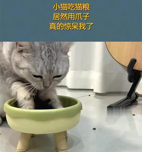 用猫粮诱拐小猫崽会有什么后果？这样做合法吗？