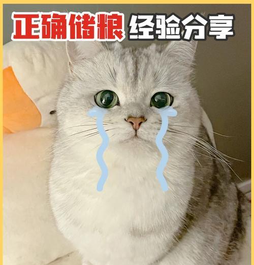 用猫粮诱拐小猫崽会有什么后果？这样做合法吗？