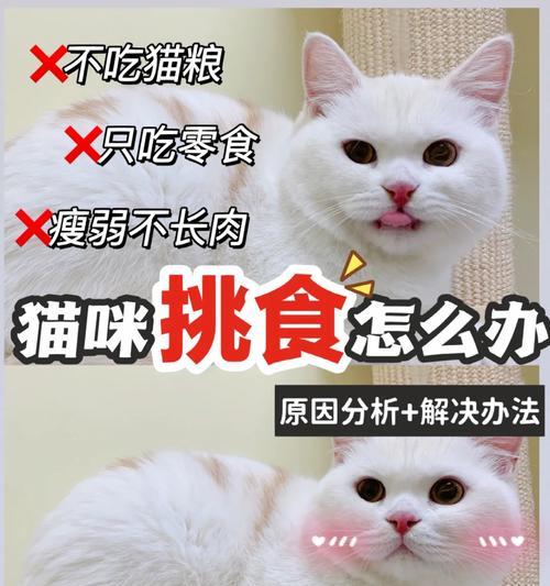猫咪吃猫粮过多上火怎么办？如何调整饮食？