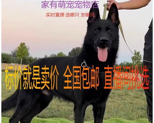 德牧东德的价格是多少？购买德牧东德需要准备多少预算？
