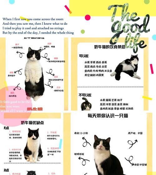 奶牛猫携带猫粮的最佳方式是什么？喂养奶牛猫的技巧。