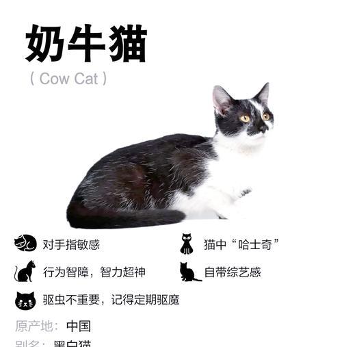 奶牛猫携带猫粮的最佳方式是什么？喂养奶牛猫的技巧。
