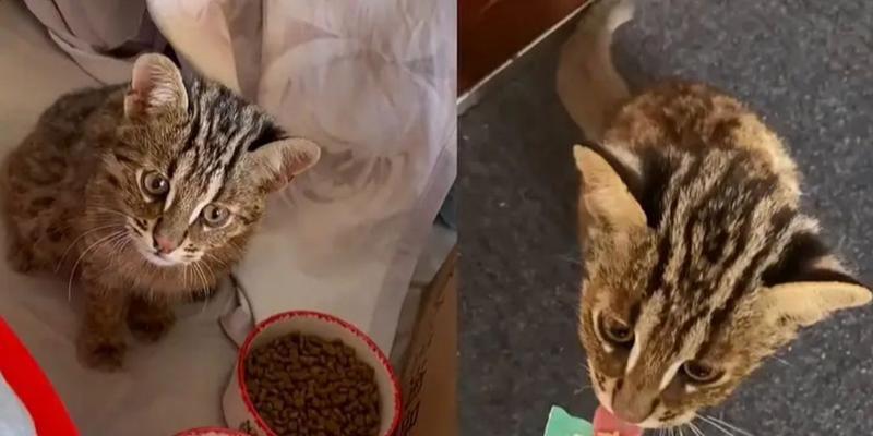 猫咪不吃变质猫粮会有什么后果？