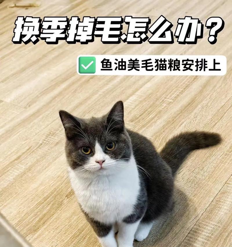 换猫粮导致掉毛增多应如何处理？