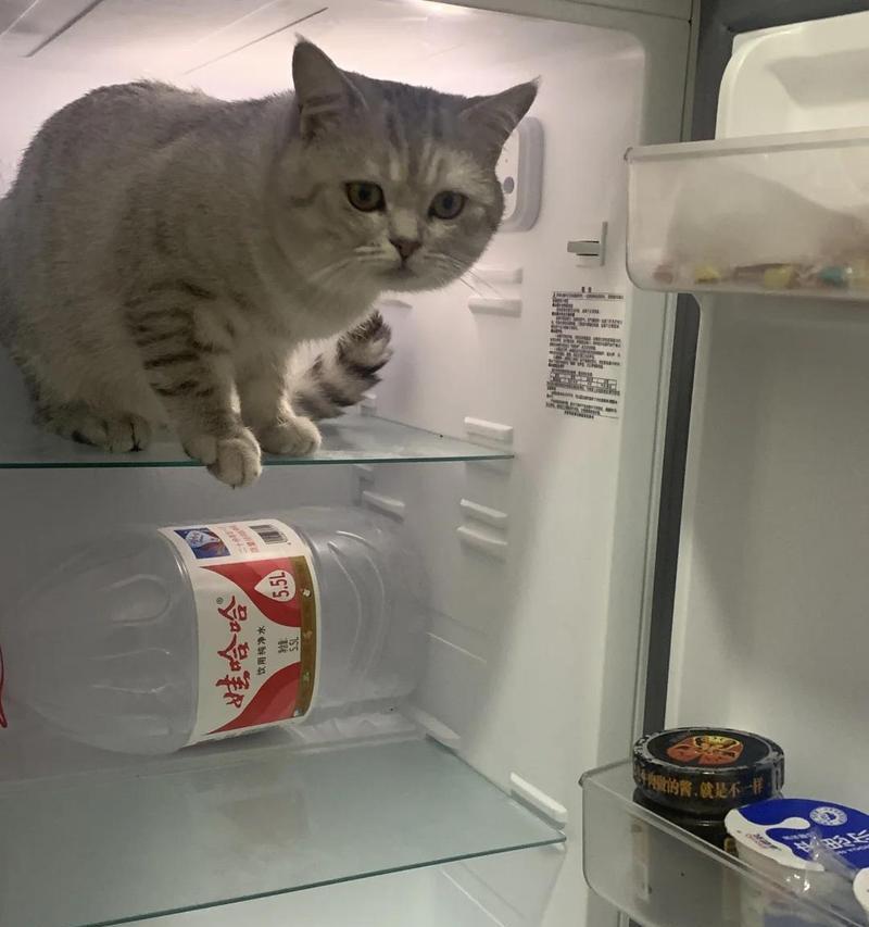 猫吐完猫粮后立即喝水是正常吗？