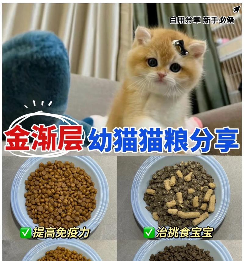 两岁的金渐层猫咪应该选择哪种猫粮？