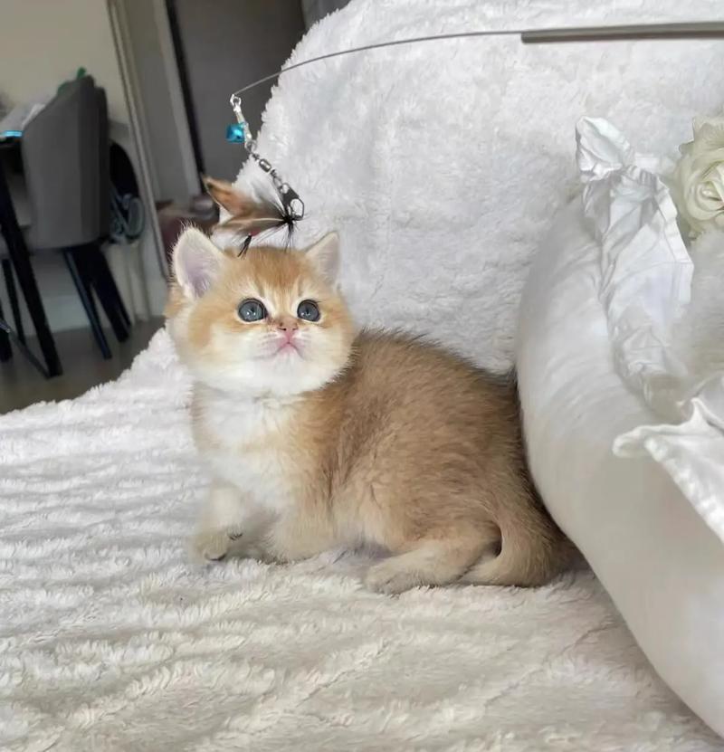 两岁的金渐层猫咪应该选择哪种猫粮？