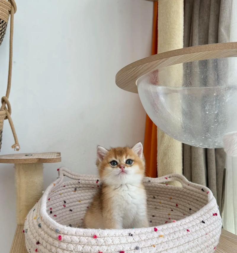 两岁的金渐层猫咪应该选择哪种猫粮？