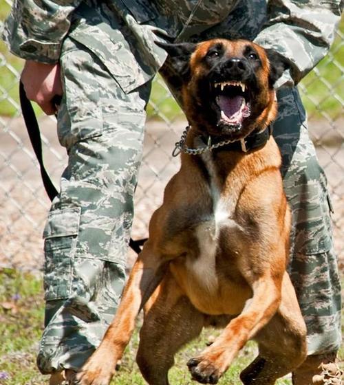 俄罗斯军犬与哈士奇有哪些区别？
