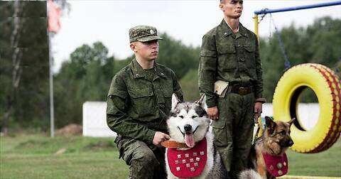 俄罗斯军犬与哈士奇有哪些区别？