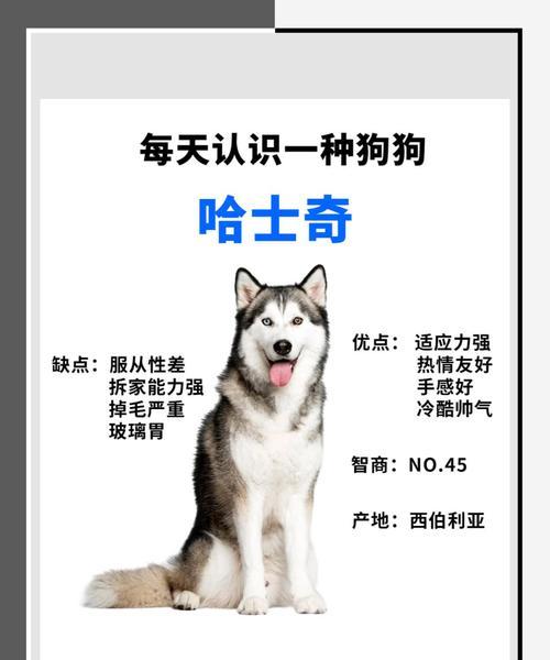 俄罗斯军犬与哈士奇有哪些区别？