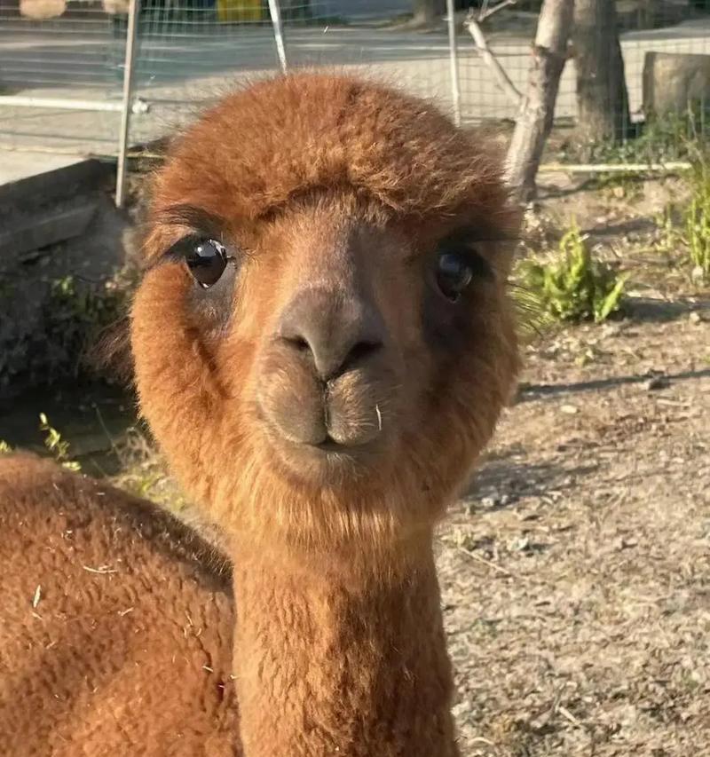 这种植物为何与羊驼相似？它有哪些独特之处？