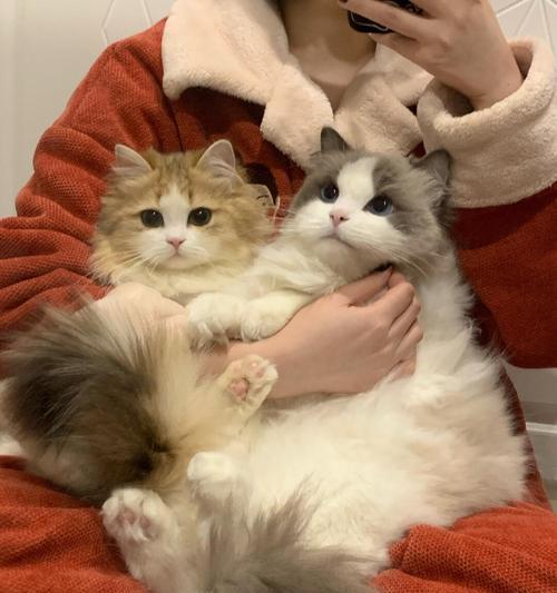 猫咪心眼多会影响吃猫粮吗？