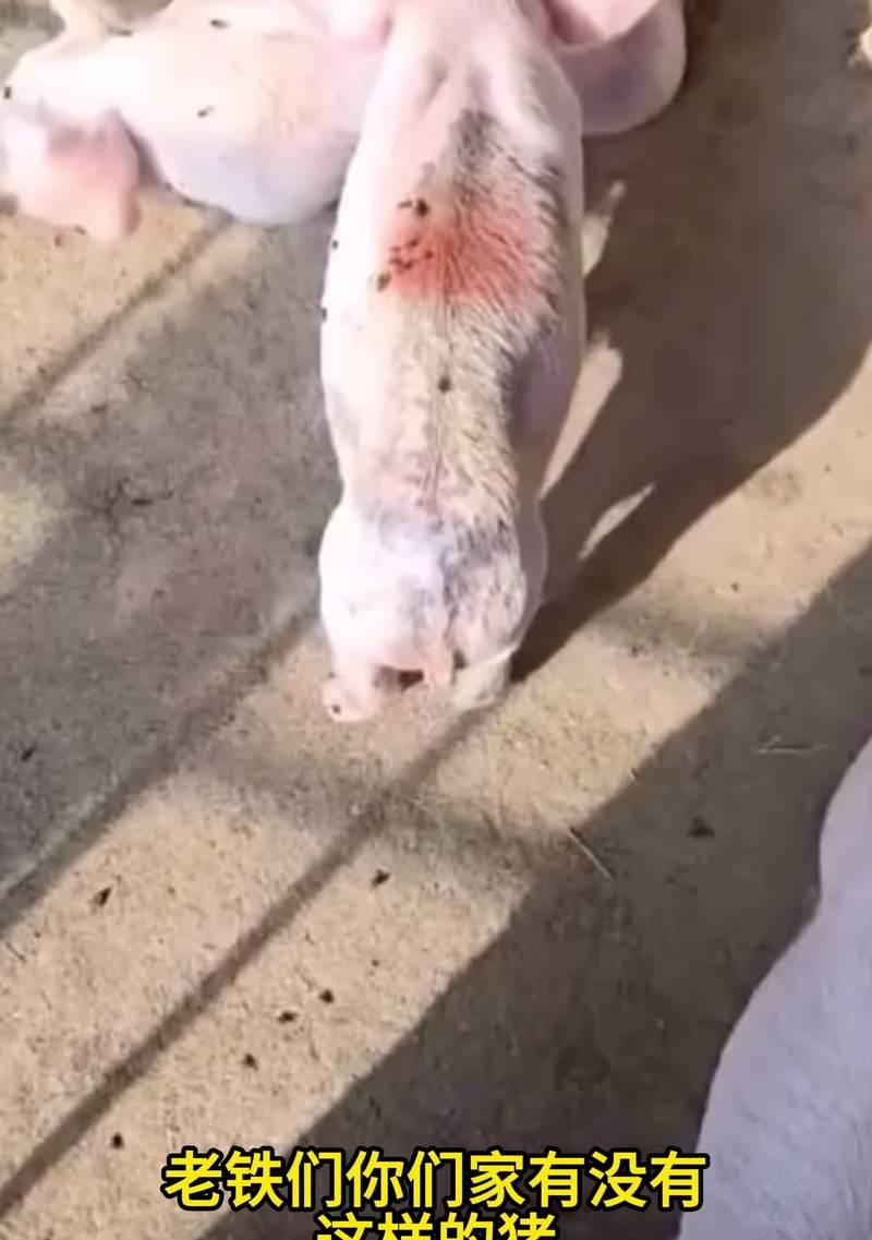 羊驼哺育幼崽的正确方法是什么？