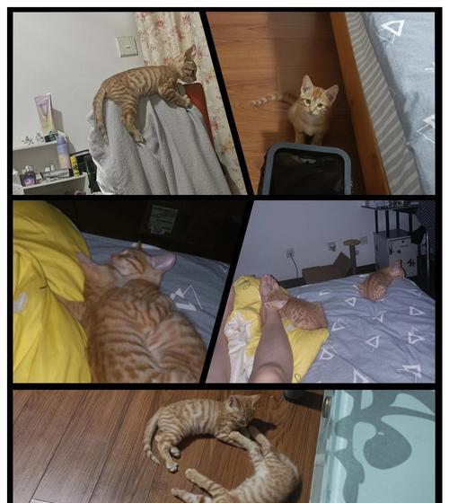 猫为何会将猫粮刨到地上？