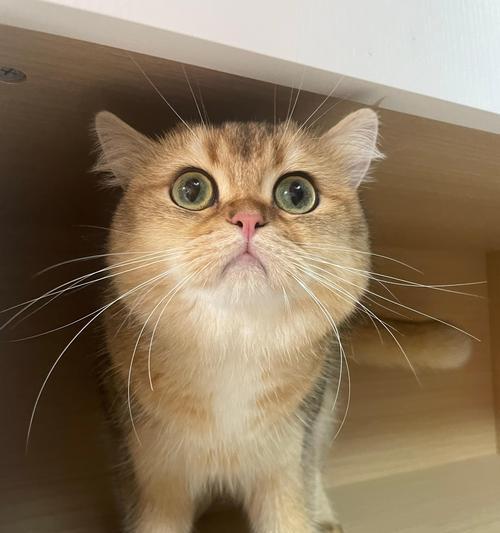 猫咪既不喝奶也不吃猫粮？可能是什么原因导致的？