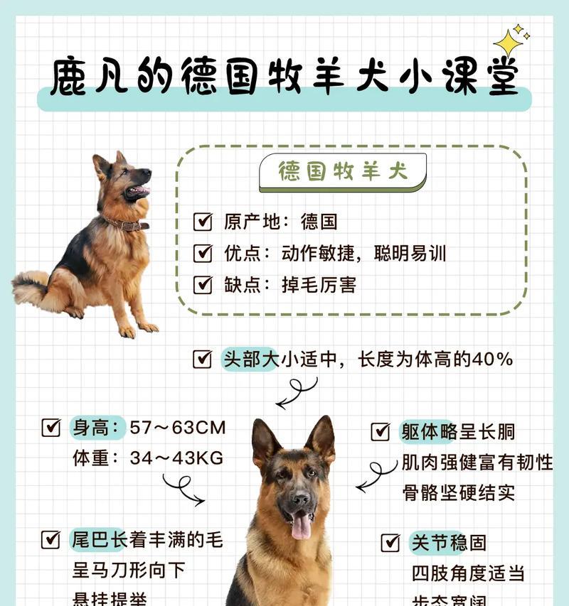 德牧成年后身高体重标准是多少？如何测量？