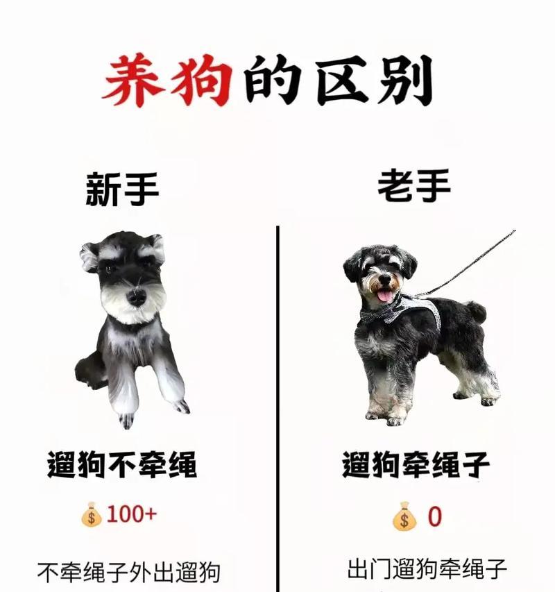 在重庆领养雪纳瑞需要多少钱？领养费用包括哪些？