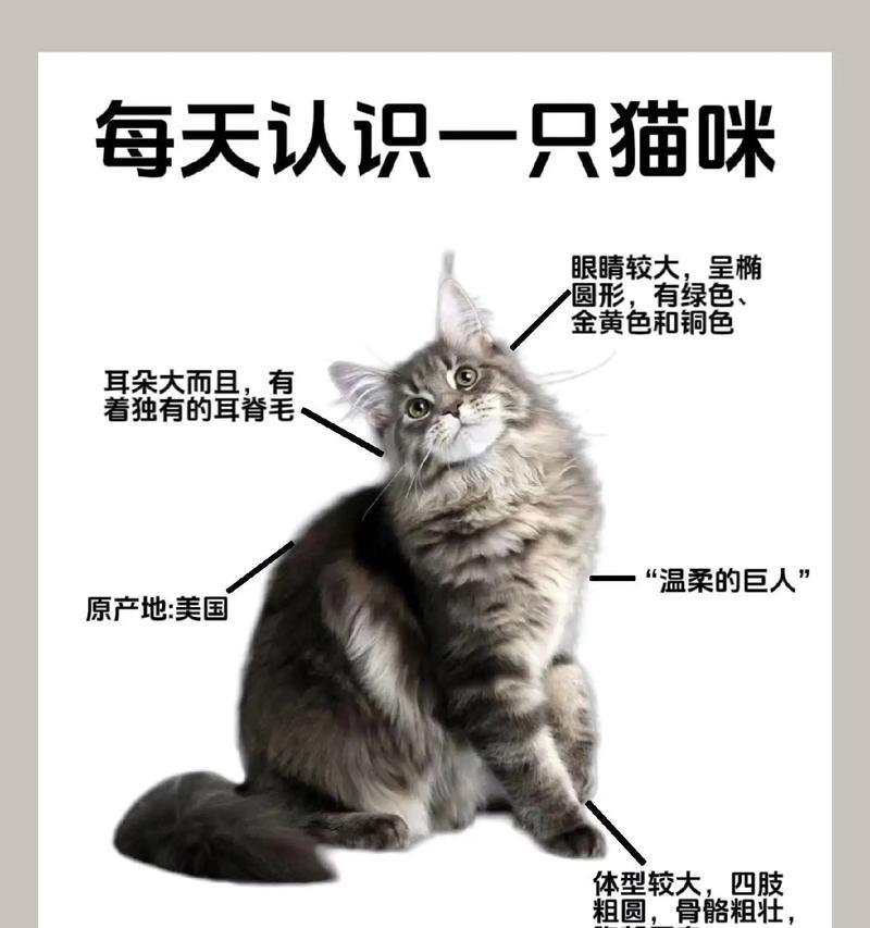 如何确定缅因猫的猫粮过敏源？