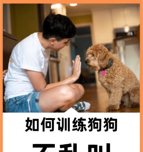 给狗拿粮时候狗一直叫怎么办？如何训练狗狗安静等待？