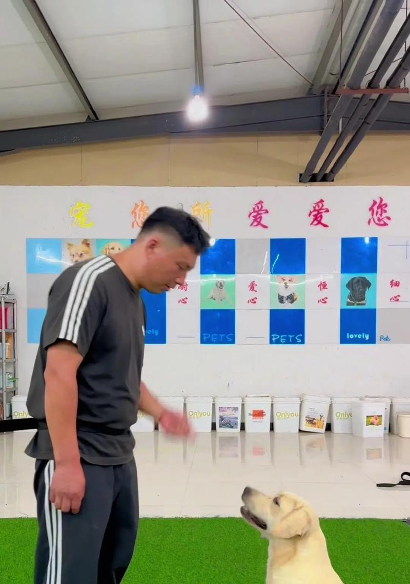 给狗拿粮时候狗一直叫怎么办？如何训练狗狗安静等待？