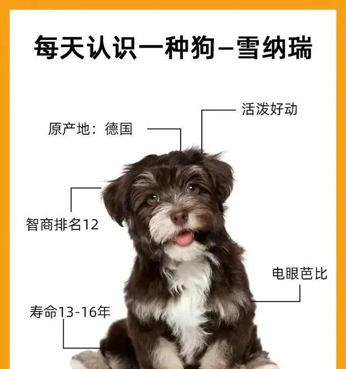 济南地区雪纳瑞种公犬售价是多少？